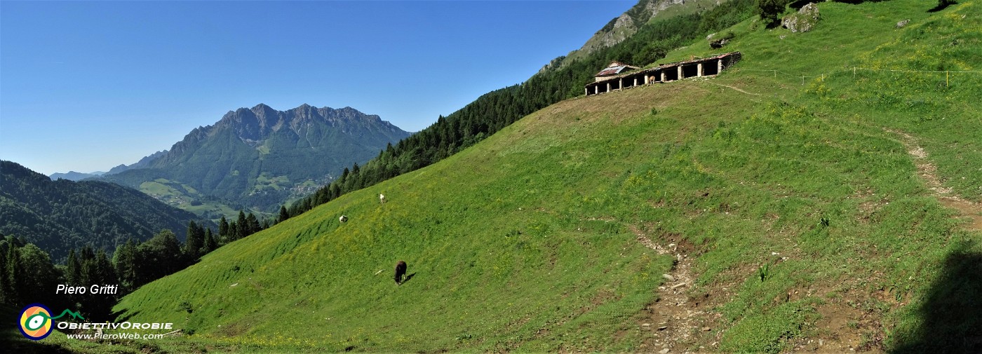 15 Sguardo dall'alto sulla radura con cavalli al pascolo.jpg